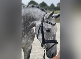 Koń hanowerski, Klacz, 5 lat, 168 cm, Siwa jabłkowita