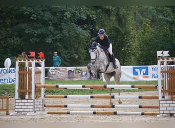 Koń hanowerski, Klacz, 5 lat, 168 cm, Siwa jabłkowita