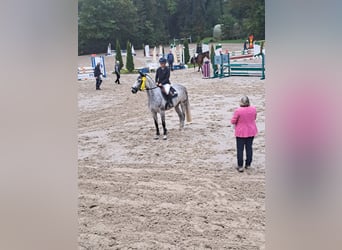 Koń hanowerski, Klacz, 5 lat, 168 cm, Siwa jabłkowita