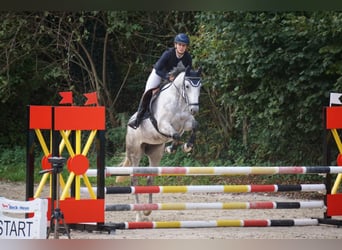 Koń hanowerski, Klacz, 5 lat, 168 cm, Siwa jabłkowita