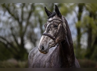 Koń hanowerski, Klacz, 5 lat, 168 cm, Siwa