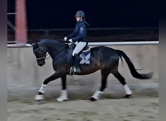 Koń hanowerski, Klacz, 5 lat, 168 cm, Skarogniada