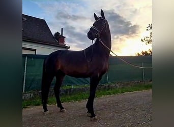Koń hanowerski, Klacz, 5 lat, 168 cm, Skarogniada
