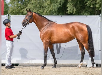 Koń hanowerski, Klacz, 5 lat, 169 cm, Ciemnogniada