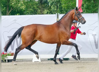 Koń hanowerski, Klacz, 5 lat, 169 cm, Ciemnogniada