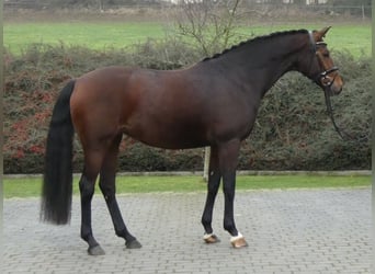 Koń hanowerski, Klacz, 5 lat, 169 cm, Ciemnogniada