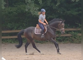 Koń hanowerski, Klacz, 5 lat, 169 cm, Ciemnogniada