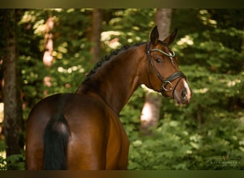 Koń hanowerski, Klacz, 5 lat, 169 cm, Gniada