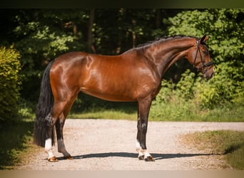 Koń hanowerski, Klacz, 5 lat, 169 cm, Gniada