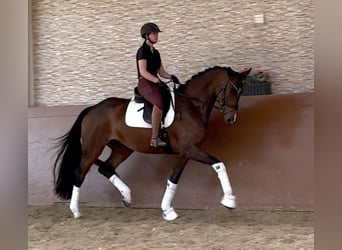 Koń hanowerski, Klacz, 5 lat, 169 cm, Gniada