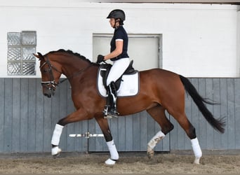 Koń hanowerski, Klacz, 5 lat, 169 cm, Gniada