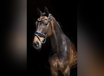 Koń hanowerski, Klacz, 5 lat, 169 cm, Gniada