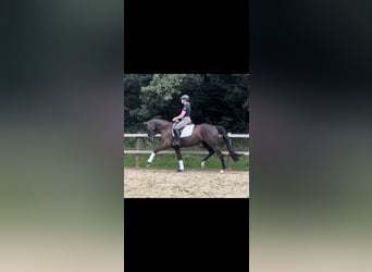 Koń hanowerski, Klacz, 5 lat, 169 cm, Kara
