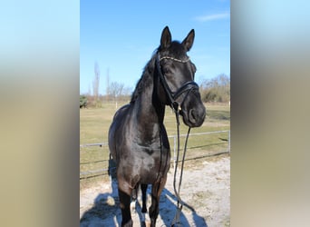 Koń hanowerski, Klacz, 5 lat, 169 cm, Kara