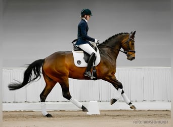 Koń hanowerski, Klacz, 5 lat, 169 cm, Kasztanowata