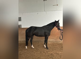 Koń hanowerski, Klacz, 5 lat, 169 cm