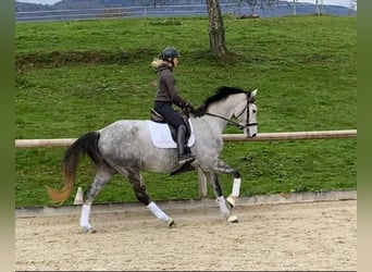 Koń hanowerski, Klacz, 5 lat, 169 cm, Siwa
