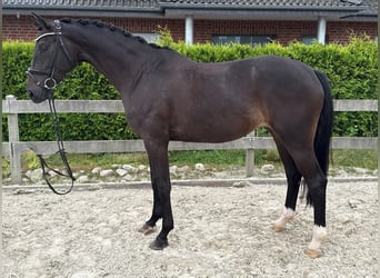 Koń hanowerski, Klacz, 5 lat, 169 cm, Skarogniada