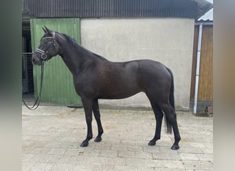 Koń hanowerski, Klacz, 5 lat, 169 cm, Skarogniada