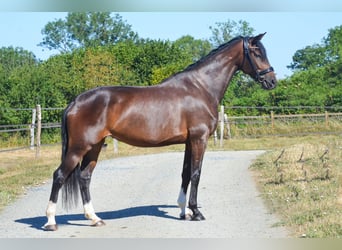 Koń hanowerski, Klacz, 5 lat, 169 cm, Skarogniada