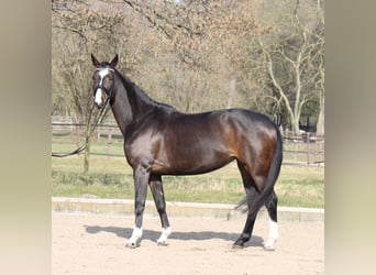 Koń hanowerski, Klacz, 5 lat, 170 cm, Ciemnogniada