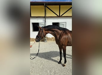 Koń hanowerski, Klacz, 5 lat, 170 cm, Ciemnogniada
