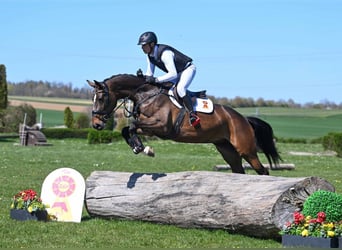 Koń hanowerski, Klacz, 5 lat, 170 cm, Ciemnogniada