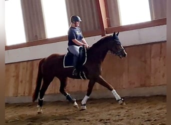 Koń hanowerski, Klacz, 5 lat, 170 cm, Ciemnokasztanowata