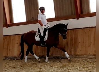Koń hanowerski, Klacz, 5 lat, 170 cm, Ciemnokasztanowata