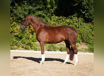 Koń hanowerski, Klacz, 5 lat, 170 cm, Ciemnokasztanowata