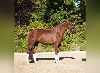Koń hanowerski, Klacz, 5 lat, 170 cm, Ciemnokasztanowata