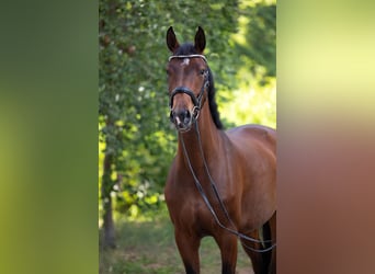 Koń hanowerski, Klacz, 5 lat, 170 cm, Gniada