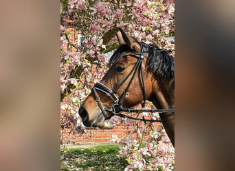 Koń hanowerski, Klacz, 5 lat, 170 cm, Gniada