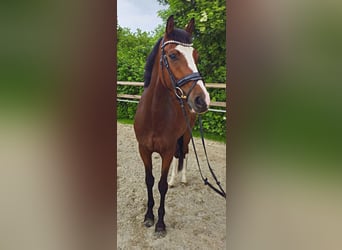 Koń hanowerski, Klacz, 5 lat, 170 cm, Gniada
