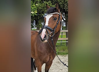 Koń hanowerski, Klacz, 5 lat, 170 cm, Gniada