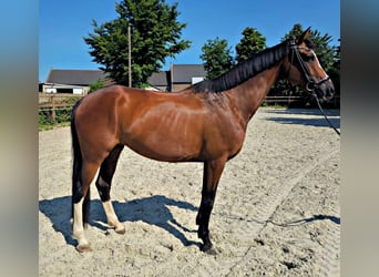 Koń hanowerski, Klacz, 5 lat, 170 cm, Gniada