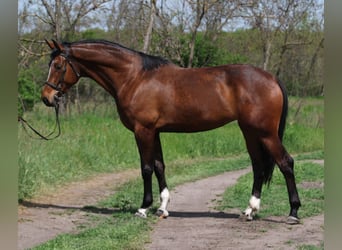 Koń hanowerski, Klacz, 5 lat, 170 cm, Gniada