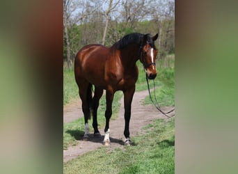 Koń hanowerski, Klacz, 5 lat, 170 cm, Gniada