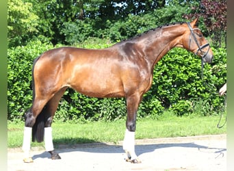 Koń hanowerski, Klacz, 5 lat, 170 cm, Gniada