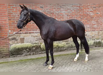 Koń hanowerski, Klacz, 5 lat, 170 cm, Kara