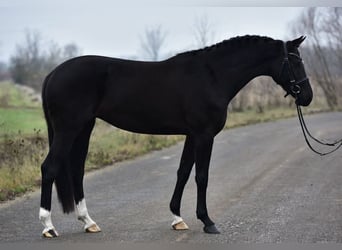 Koń hanowerski, Klacz, 5 lat, 170 cm, Kara