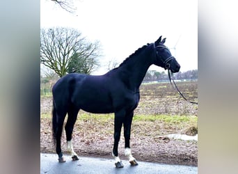 Koń hanowerski, Klacz, 5 lat, 170 cm, Kara