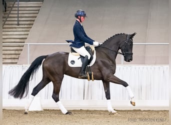 Koń hanowerski, Klacz, 5 lat, 170 cm, Kara