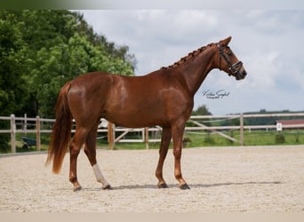 Koń hanowerski, Klacz, 5 lat, 170 cm, Kasztanowata