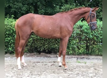 Koń hanowerski, Klacz, 5 lat, 170 cm, Kasztanowata