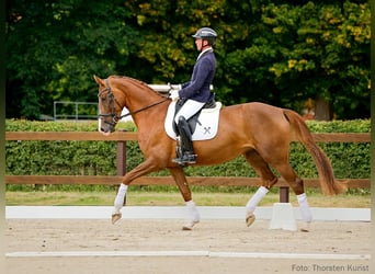 Koń hanowerski, Klacz, 5 lat, 170 cm, Kasztanowata