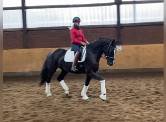Koń hanowerski, Klacz, 5 lat, 170 cm