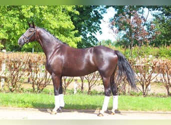 Koń hanowerski, Klacz, 5 lat, 170 cm
