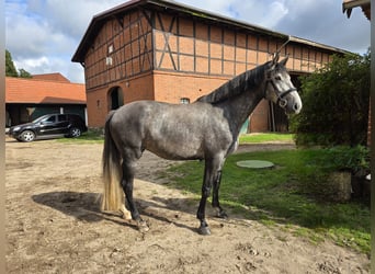 Koń hanowerski, Klacz, 5 lat, 170 cm, Siwa jabłkowita
