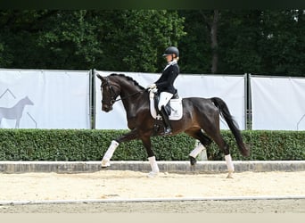 Koń hanowerski, Klacz, 5 lat, 170 cm, Skarogniada